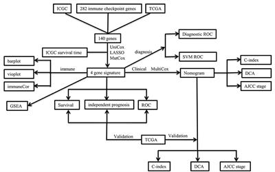 Development and External Validation of a Novel Immune Checkpoint–Related Gene Signature for Prediction of Overall Survival in Hepatocellular Carcinoma